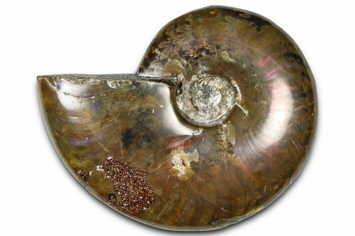 Polished Red Flash Ammonite (Cleoniceras) Fossil - Madagascar #367679